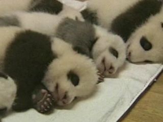 Kicsi pandk